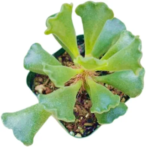 Vista 8 de Plantas de cactus suculentas vivas (2 pulgadas Opuntia Microdasy Golden Swirl Monstrose)