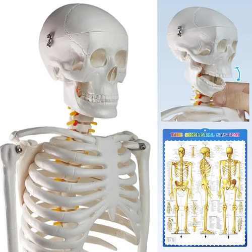 Vista 4 de EVOTECH SCIENTIFIC Mini modelo de esqueleto humano para anatomía, modelo de esqueleto humano de tamaño natural de 33.5 pulgadas y 1/2 con sistema