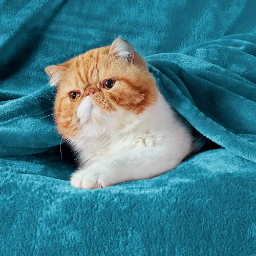 Vista 53 de Bedsure - Manta de vellón, tamaño queen, suave, ligera, afelpada, mullida, acogedora, de microfibra de lujo, color gris claro, 90 x 90 pulgadas