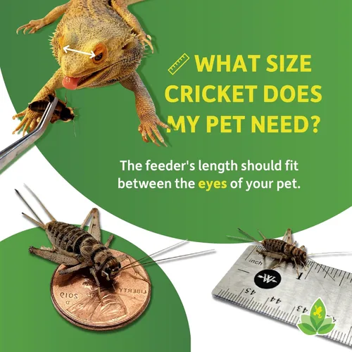 Vista 4 de Josh's Frogs Grillos con bandas grandes para adultos de 1 pulgada (250 unidades)