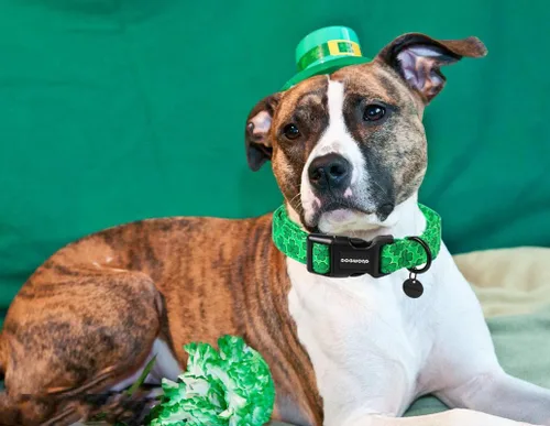 Vista 165 de DOGWONG Collar de algodón y cáñamo para perros, collar rosado resistente ajustable de tela natural suave para mascotas, lindo collar de boda