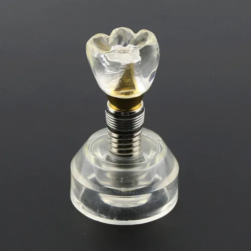 Vista 13 de Multifarious Tipos Modelo Dental Dientes Removibles Implante Ortodoncia Enseñanza Estudiar Modelos de demostración para Dentista Estudiante Escuela