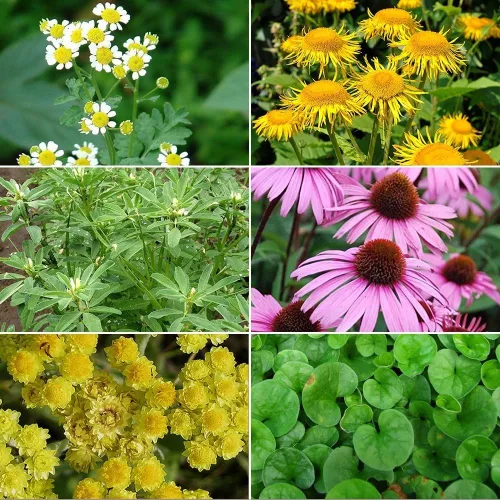 Colección de semillas de jardín de hierbas medicinales #4 – Un paquete variado de 6 semillas de hierbas medicinales raras. CÁPSULAS DE SEMILLAS