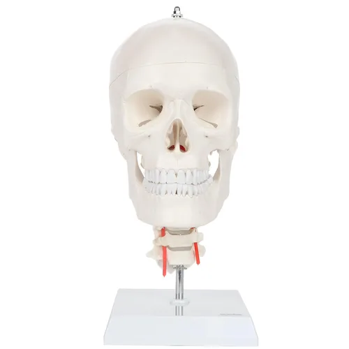 Axis Scientific Modelo de calavera humana de 3 partes con cuello flexible | Cráneo de plástico realista de tamaño real en una columna cervical
