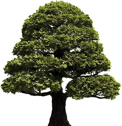 Vista 2 de Aceite Esencial Hinoki (Chamaecyparis Obtusa) 100% Puro y Natural 10 ML