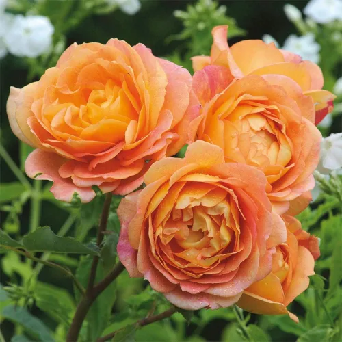 Heirloom Roses David Austin Rose Plant - Señora de Shalott Orange Rose Bush, rosas vivas para plantar al aire libre