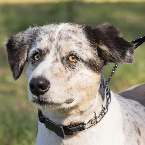 Vista 6 de Collar para Perro Herm Sprenger de Acero Inoxidable Negro con Hebilla de Liberación Rápida ClicLock y Inserción de Biothane Collar de Entrenamiento
