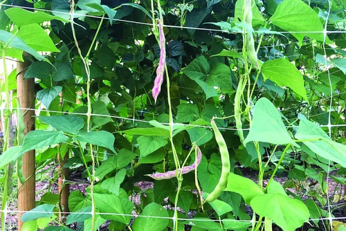 Vista 6 de Tenax Hortonova Plant Trellis Net Lm, 67 pulgadas x 328 pies, color blanco