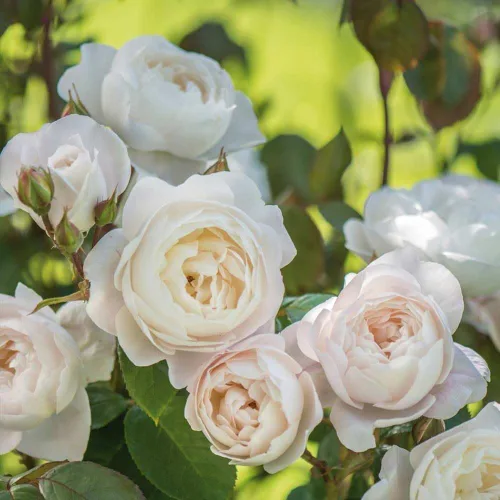 Vista 4 de Heirloom Roses David Austin Rose Bush - Planta de rosa blanca viva Desdemona para plantar al aire libre
