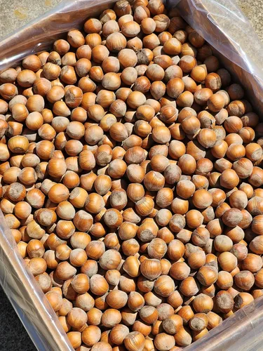 Vista 2 de Avellanas en cáscara de nuestro huerto familiar en el estado de Washington. (cruda, caja a granel de 12 libras)