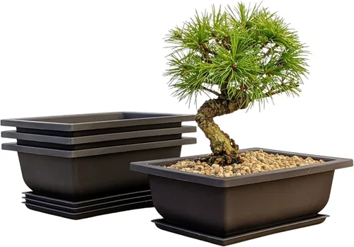 Vista 3 de Tinyroots Bonsai Soil Plus un paquete de tres macetas de entrenamiento para bonsái de seis pulgadas