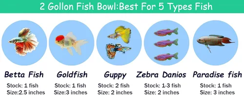 Vista 7 de Tanque de peces de vidrio de 2 galones, resistente y agradable pecera Betta, pequeños acuarios para pequeños peces ornamentales y reptiles, vidrio