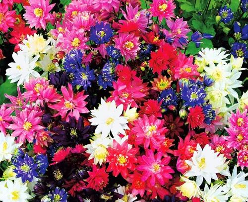 Vista 3 de Semillas Columbine Double Mix Aquilegia Flores perennes para plantar