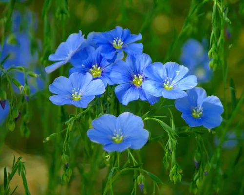 Vista 2 de Kingdom Seeds - Linda flor de jardín azul de lino, semillas de 1 onza