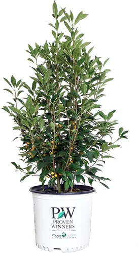 Ganadores probados - Ilex verticillata Berry Heavy Gold (Winterberry) Arbusto, bayas de oro, 3 - Contenedor de tamaño