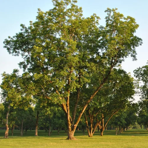 Vista 2 de Árbol de nuez pecana - Planta viva de 6-12" de alto - Plántula de nuez pecana resistente - Carya illinoinensis