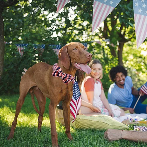 Vista 5 de Lionheart glory Collar de perro con bandera estadounidense, collar de lazo para perro del 4 de julio, resistente y ajustable, patriótico