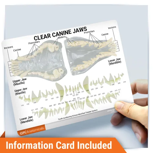 Vista 4 de Modelo de Mandíbula Canina Clara con Dientes, Réplica para Educación de Anatomía y Fisiología Canina, Modelo de Anatomía para Oficinas