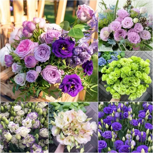 Más de 1000 semillas dobles de Lisianthus para plantar, semillas anuales de flores dobles de Lisianthus sin OMG