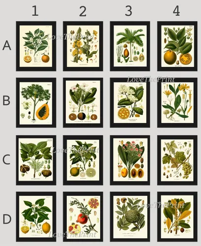 LoveThePrint Botanical Fruit Flower Wall Art Print Set of 16 Antique Beautiful Lemon Grape Pomegranate Orange Lime Papaya Nuts Tropical Fruit Tree