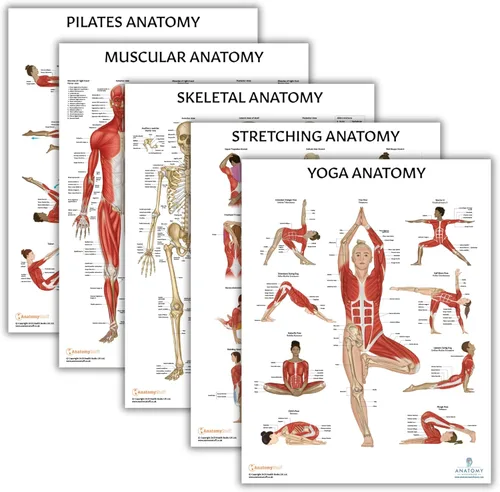 Anatomy Lab Póster muscular, esquelético, yoga, estiramiento y pilates, anatomía y fisiología – Paquete de 5 LAMINADO 17.3 x 22.5 pulgadas, tabla de