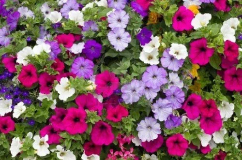 Vista 2 de Petunia - Dwaf Mix Color - (5000 semillas) Flowers Great Ground Cover