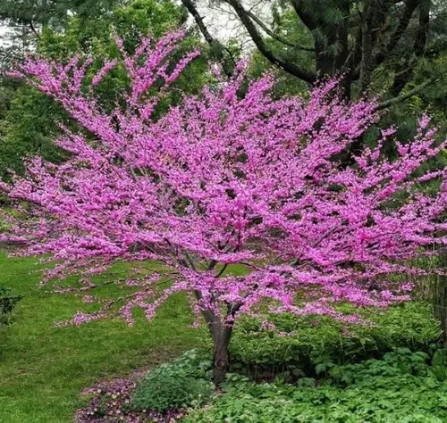 Plántulas de árbol de Redbud oriental para plantar, increíbles flores de primavera rosadas, sin barco a California (1 plántula)