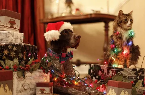 Vista 5 de Lionet Paws Collar navideño para perro y gato con corbatín, suave y cómodo, collar ajustable