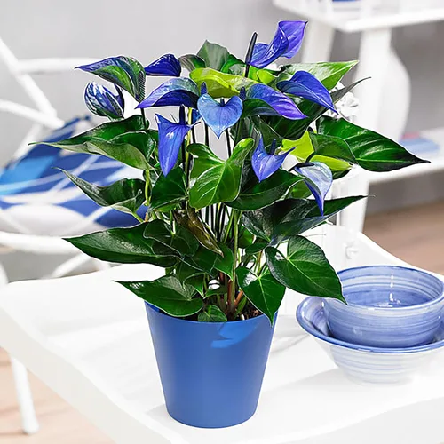 Vista 5 de 100 semillas de flores de anturio azul, semillas de plantas tradicionales para plantar jardín interior y exterior