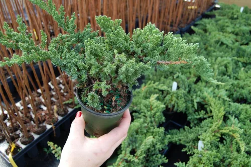 Vista 2 de Growers Solution - Juniperus procumbens 'Nana' de jardín japonés enano - Maceta de 4 pulgadas - Planta de hoja perenne saludable - Planta ideal