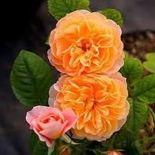 Vista 73 de Generic Semillas frescas de la flor de la rosa 100pcs para plantar rosa bebé