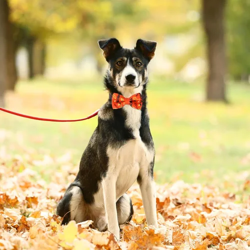 Vista 8 de Talltalk 30 Piezas de Corbatines para Perro, Lazos para Perro a Granel, Accesorios Festivos para Perro, Adornos para Collares Desmontables, Lazos