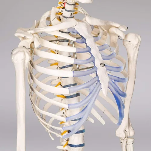 Vista 4 de Modelo anatómico de esqueleto humano de tamaño real de 70.8 pulgadas (180 cm) para anatomía con tabla de colores, sistema nervioso, soporte rodante