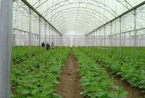 Vista 5 de Película de plástico transparente para invernaderos de 6 mil, 4 años, polietileno (20 pies de ancho x 25 pies de largo)