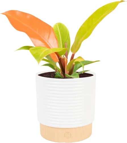 Vista 13 de Costa Farms - Planta interior, filodendro de hoja partida, monstera deliciosa