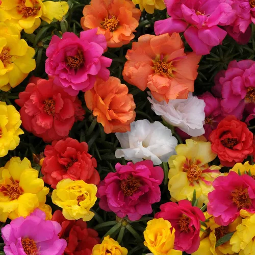 Portulaca Grandiflora Mezcla de semillas de jardín Purslane doble flor musgo rosa alrededor de 1100 semillas