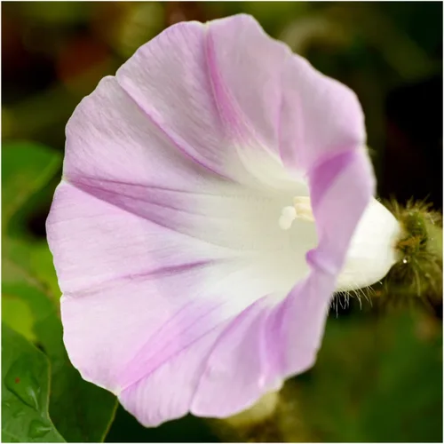 Vista 2 de Seed Needs, Morning Glory - Semillas trepadoras de mezcla alta (Ipomoea purpurea), paquete individual de 100 semillas reliquia