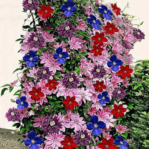 QAUZUY GARDEN Más de 50 semillas mixtas de clemátide maravillosas flores grandes, semillas de vid perennes, rojo, rosa, morado, azul, plantación