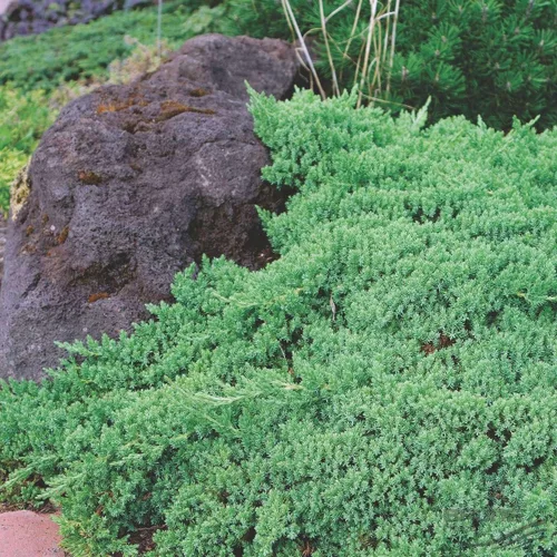 Growers Solution - Juniperus procumbens 'Nana' de jardín japonés enano - Maceta de 4 pulgadas - Planta de hoja perenne saludable - Planta ideal para