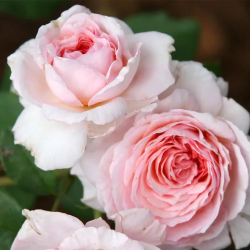 Vista 6 de Heirloom Roses Planta de rosas - James Galway® Pink Rose Bush, planta viva de David Austin para plantar al aire libre