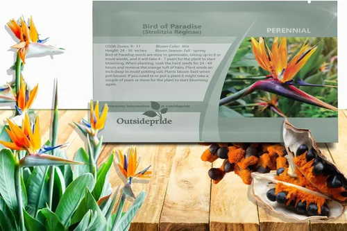 Outsidepride Bird of Paradise Seeds - 30 unidades. Semillas perennes, versátiles y de crecimiento lento, semillas de flores para plantar flores