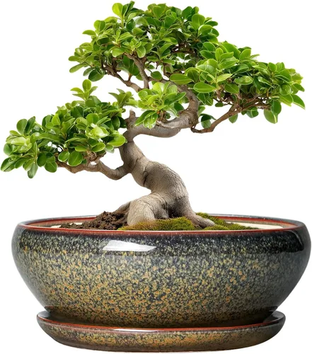 Vista 31 de SQOWL Macetas pequeñas para bonsái, macetas de cerámica de 6 pulgadas para suculentas, maceta poco profunda con orificio de drenaje y platillo