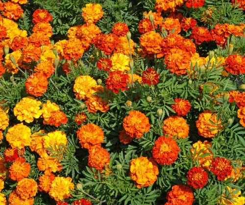 Vista 3 de 1500 semillas de mezcla de caléndula francesa chispeante, 0.26 oz de semillas no transgénicos, reliquia heredera de EE. UU., abeja polinizadora