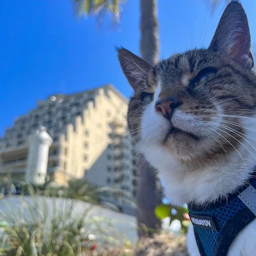 Vista 104 de Best Pet Supplies - Arnés de malla para todo tipo de clima, reflectante, antitirones, para perro y gato pequeño y mediano, con cierre de velcro