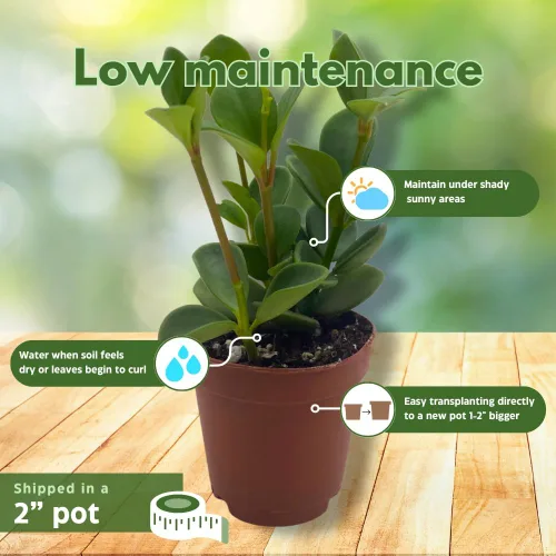 Vista 4 de BubbleBlooms Peperomia Hope in a 2 inch Pot Trailing Jade peperomia rotundifolia Tiny Mini Pixie Plant