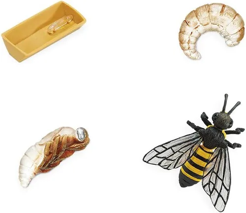 Vista 2 de Safari Ltd Safariología, el ciclo de vida de una abeja