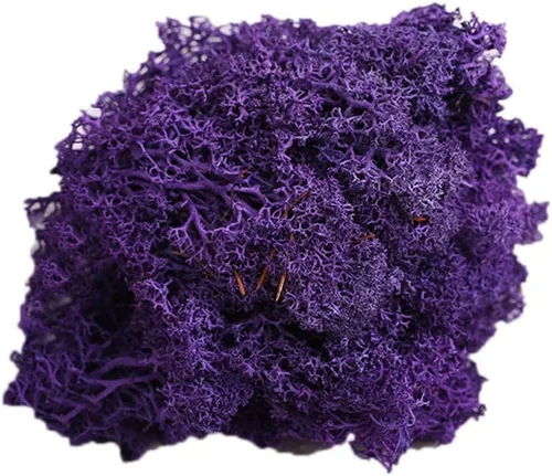 loinhgeo- Planta artificial para patio y oficina, flor preservada, reno, musgo, bricolaje, manualidades, jardín, decoración del hogar, color morado