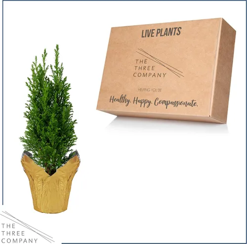 Vista 6 de Árbol Vivo Thuja Jantar - Decoración de Mesa - 16 Pulgadas de Alto por 4 Pulgadas de Ancho en Cubierta Decorativa