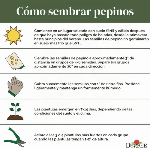 Vista 7 de Burpee "Marketmore 76" - Semillas de pepino para rebanar, 125 semillas No-GMO, Heirloom
