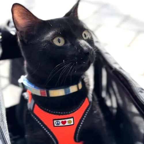 Vista 7 de Pawtitas Arnés reflectante de malla para perro, para entrenar a tu cachorro o perro, no más tirones, ni apretar o asfixiar